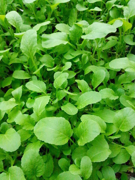 Trồng[-]nhiều[-]loại[-]rau[-]khác[-]nhau[-]với[-]diện[-]tích[-]15[-]m2